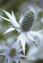 Sea Holly, Miss Wilmott's ghost, Eryngium giganteum 'Miss Wilmott's ghost'.