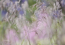 Purple Moor Grass, Molinia caerulea.