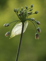 Nectaroscordum, Nectaroscordum siculum bulgaricum.