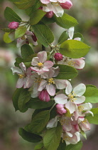 Crabapple, Malus x zumi 'Golden Hornet'.