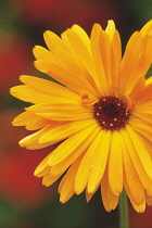 Marigold, Calendula officinalis.