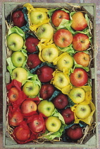 Apple, Malus.