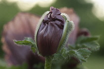 Poppy, Oriental poppy, Papaver orientale 'Patty's Plum'.