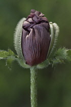 Poppy, Oriental poppy, Papaver orientale 'Patty's Plum'.