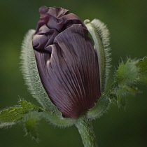 Poppy, Oriental poppy, Papaver orientale 'Patty's Plum'.