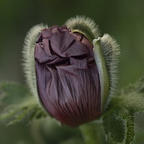 Poppy, Oriental poppy, Papaver orientale 'Patty's Plum'.