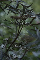 Elder, Sambucus nigra 'Black Lace'.