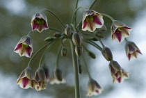 Nectaroscordum, Nectaroscordum siculum bulgaricum.