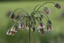 Nectaroscordum, Nectaroscordum siculum bulgaricum.