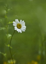 Daisy, Ox-eye daisy, Leucanthemum vulgare.