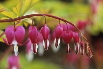 Bleedingheart, Dicentra spectabilis.