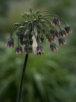 Nectaroscordum, Nectaroscordum siculum bulgaricum.