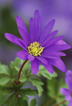 Anemone, Anemone blanda.