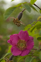 Rose, Wild Rose, Dog rose, Rosa moyesii.