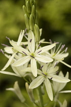 Camassia, Quamash, Camassia leichtlini alba.