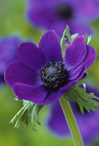 Anemone, Anemone coronaria.