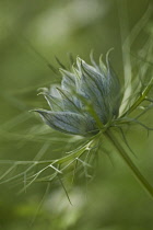 Love-in-a-mist, Nigella damascena 'Persian Jewels'.