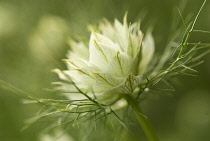 Love-in-a-mist, Nigella damascena 'Persian Jewels'.