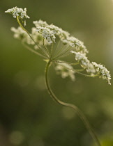 Cow Parsley, Anthriscus sylvestris.