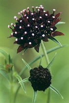Scabious, Scabiosa atropurpurea 'Chile Black'.