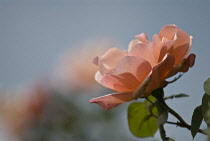 Rose, Rosa 'Peace'.