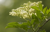 Elder, Sambucus nigra.