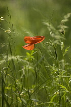 Poppy, Papaver rhoeas.