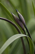 Iris, Iris robusta 'Gerald Darby'.