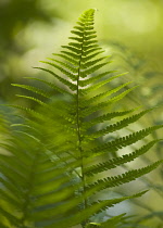 Fern, Male fern, Dryopteris filix-mas.
