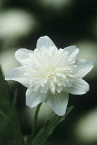 Anemone, Anemone nemorosa 'Vestal'.
