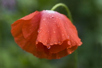 Poppy, Papaver rhoeas 'Angel's choir'.