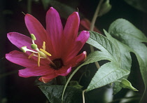 Passion flower, Passiflora antioquiensis.