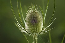 Teasel, Dipsacus fullonum.