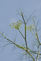 Fennel, Foeniculum vulgare.