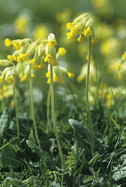 Cowslip, Primula veris.