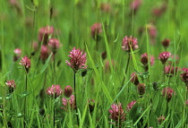 Clover, Trifolium pratense.