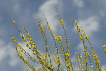 Verbascum.