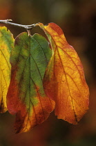 Ironwood, Parrotia persica.