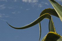 Agave, Agave americana marginata.