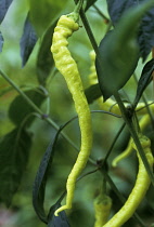 Chilli, Capsicum annuum.