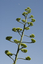 Agave, Agave americana marginata.