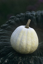 Squash, Cucurbita pepo 'Swan white acorn'.