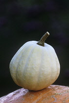 Squash, Cucurbita pepo 'Swan white acorn'.