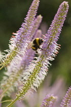 Veronica, Veronicastrum vitginicum 'Fascination'.