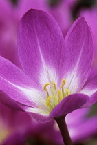 Crocus, Autumn crocus, Colchicum 'Benton End'.