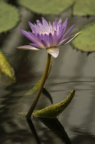 Waterlily, Nymphaea violacea.