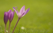 Crocus, Autumn crocus, Colchicum autumnale.