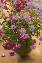 Aster, Aster novi-belgii.