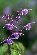 Epimedium, Epimedium grandiflorum 'Nanum Freya'.