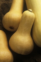 Squash, Butternut squash, Cucurbita pepo.